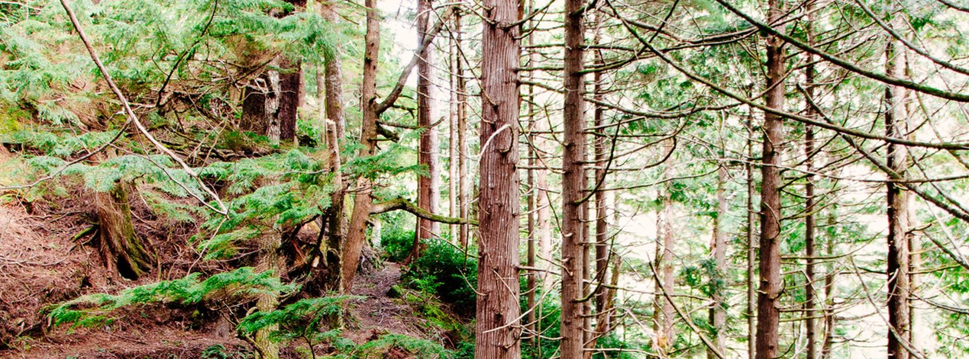 Scan forest